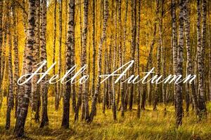 The words Hello Autumn on the background of birch forest with golden leaved. Greeting card. The concept of the beginning of autumn. photo
