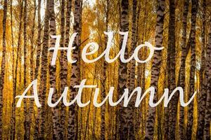 The words Hello Autumn on the background of birch forest with golden leaved. Greeting card. The concept of the beginning of autumn. photo