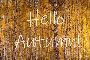 The words Hello Autumn on the background of birch forest with golden leaved. Greeting card. The concept of the beginning of autumn. photo