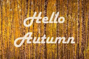 The words Hello Autumn on the background of birch forest with golden leaved. Greeting card. The concept of the beginning of autumn. photo