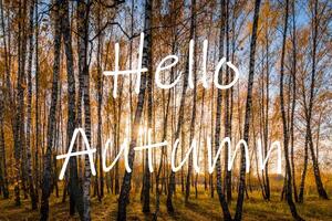 The words Hello Autumn on the background of birch forest with golden leaved. Greeting card. The concept of the beginning of autumn. photo