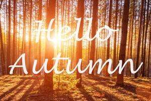 The words Hello Autumn on the background of sunrise in a pine forest. Greeting card. The concept of the beginning of autumn. photo