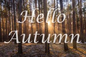 The words Hello Autumn on the background of sunrise in a pine forest. Greeting card. The concept of the beginning of autumn. photo