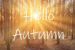 The words Hello Autumn on the background of sunrise in a pine forest. Greeting card. The concept of the beginning of autumn. photo
