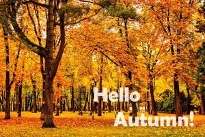 The words Hello Autumn on the background of autumnal city park with trees with golden leaves. Greeting card. The concept of the beginning of autumn. photo