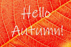The words Hello Autumn on the background of red autumn leaf with veins. Greeting card. The concept of the beginning of autumn. photo