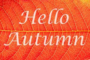 The words Hello Autumn on the background of red autumn leaf with veins. Greeting card. The concept of the beginning of autumn. photo