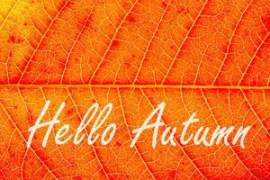 The words Hello Autumn on the background of red autumn leaf with veins. Greeting card. The concept of the beginning of autumn. photo