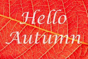 The words Hello Autumn on the background of red autumn leaf with veins. Greeting card. The concept of the beginning of autumn. photo