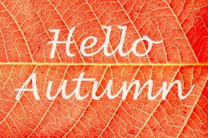 The words Hello Autumn on the background of red autumn leaf with veins. Greeting card. The concept of the beginning of autumn. photo