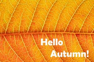 The words Hello Autumn on the background of red autumn leaf with veins. Greeting card. The concept of the beginning of autumn. photo