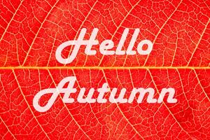 The words Hello Autumn on the background of red autumn leaf with veins. Greeting card. The concept of the beginning of autumn. photo