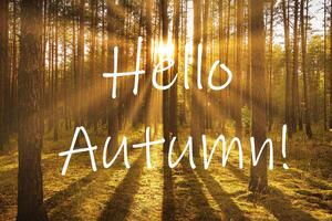 The words Hello Autumn on the background of sunrise in a pine forest. Greeting card. The concept of the beginning of autumn. photo