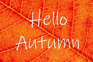 The words Hello Autumn on the background of red autumn leaf with veins. Greeting card. The concept of the beginning of autumn. photo