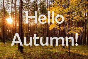 The words Hello Autumn on the background of sunrise in a pine forest. Greeting card. The concept of the beginning of autumn. photo