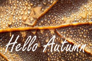 The words Hello Autumn on the background of autumn fallen leaf with dew drops. Greeting card. The concept of the beginning of autumn. photo