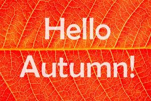 The words Hello Autumn on the background of red autumn leaf with veins. Greeting card. The concept of the beginning of autumn. photo