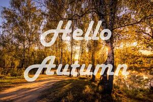The words Hello Autumn on the background of birch forest with golden leaved. Greeting card. The concept of the beginning of autumn. photo