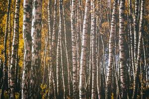 Rows of birch trees with golden leaves in golden autumn, illuminated by daylight. Aesthetics of vintage film. photo