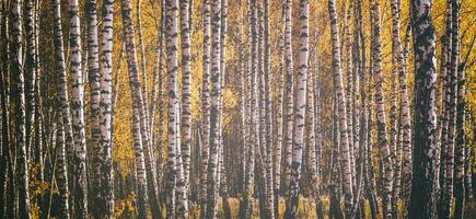 Rows of birch trees with golden leaves in golden autumn, illuminated by daylight. Aesthetics of vintage film. photo