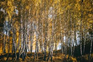 Rows of birch trees with golden leaves in golden autumn, illuminated by daylight. Aesthetics of vintage film. photo