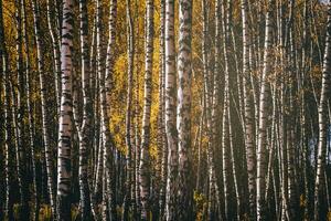 Rows of birch trees with golden leaves in golden autumn, illuminated by daylight. Aesthetics of vintage film. photo