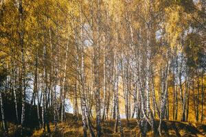 Rows of birch trees with golden leaves in golden autumn, illuminated by daylight. Aesthetics of vintage film. photo