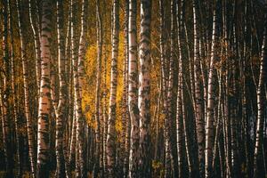 Rows of birch trees with golden leaves in golden autumn, illuminated by daylight. Aesthetics of vintage film. photo