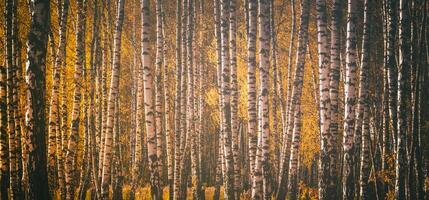 Rows of birch trees with golden leaves in golden autumn, illuminated by daylight. Aesthetics of vintage film. photo