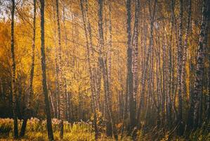 Rows of birch trees with golden leaves in golden autumn, illuminated by daylight. Aesthetics of vintage film. photo
