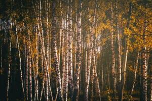 Rows of birch trees with golden leaves in golden autumn, illuminated by daylight. Aesthetics of vintage film. photo