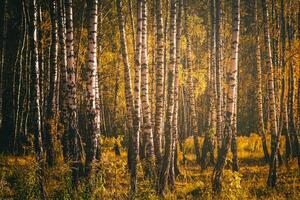 Rows of birch trees with golden leaves in golden autumn, illuminated by daylight. Aesthetics of vintage film. photo