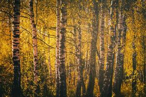 Rows of birch trees with golden leaves in golden autumn, illuminated by daylight. Aesthetics of vintage film. photo