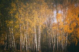 Rows of birch trees with golden leaves in golden autumn, illuminated by daylight. Aesthetics of vintage film. photo