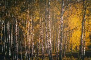 Rows of birch trees with golden leaves in golden autumn, illuminated by daylight. Aesthetics of vintage film. photo