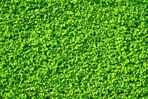 Decorative wall from a plant with green leaves. Natural pattern. Abstract background. Landscaping. photo