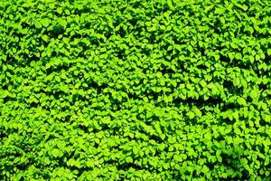 Decorative wall from a plant with green leaves. Natural pattern. Abstract background. Landscaping. photo