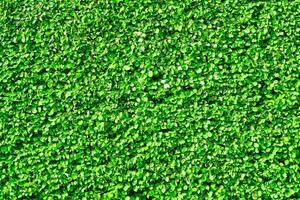 Decorative wall from a plant with green leaves. Natural pattern. Abstract background. Landscaping. photo