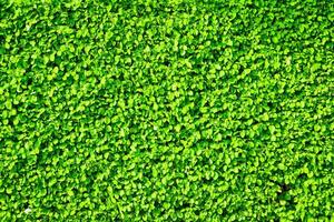 Decorative wall from a plant with green leaves. Natural pattern. Abstract background. Landscaping. photo