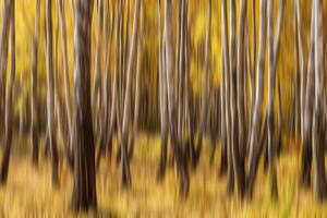Autumn birch forest vertical motion blurr background. Fall season abstract. photo