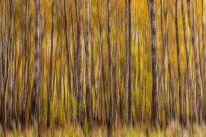 Autumn birch forest vertical motion blurr background. Fall season abstract. photo