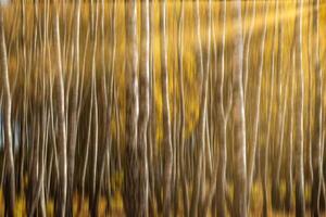 Autumn birch forest with sunshine and vertical motion blurr background. Fall season abstract. photo