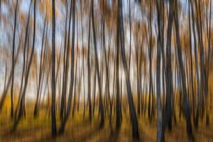 Autumn birch forest vertical motion blurr background. Fall season abstract. photo