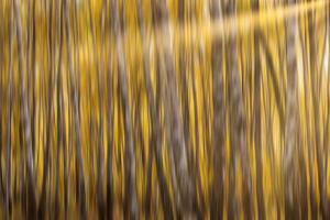 Autumn birch forest with sunshine and vertical motion blurr background. Fall season abstract. photo