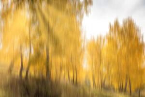 Autumn birch forest with sunshine and vertical motion blurr background. Fall season abstract. photo