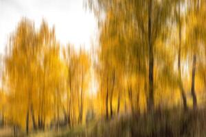 Autumn birch forest vertical motion blurr background. Fall season abstract. photo