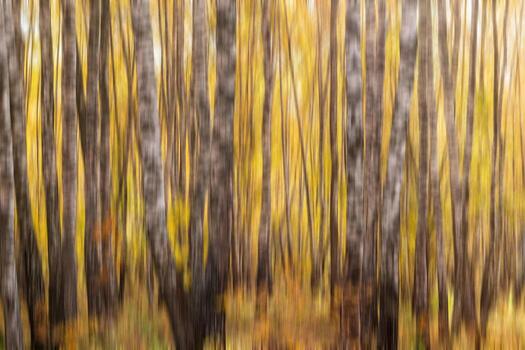 Autumn birch forest vertical motion blurr background. Fall season abstract. photo