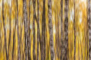 Autumn birch forest vertical motion blurr background. Fall season abstract. photo