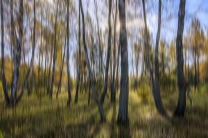 Autumn birch forest vertical motion blurr background. Fall season abstract. photo