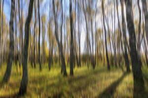 Autumn birch forest vertical motion blurr background. Fall season abstract. photo